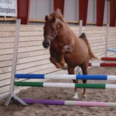 Anden særlig race Pasadena "tyksakken"<3.