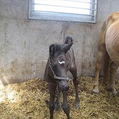 Anden særlig race chrauq *solgt*