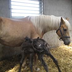 Anden særlig race chrauq *solgt*