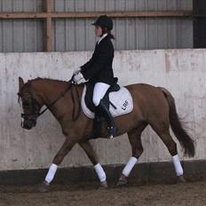 Hollandsk Sportspony Benny (GL PART)