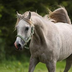 Arabisk fuldblod (OX) Ghadir Ibn Jayyid