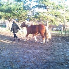 Ardenner thor