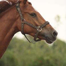 Anden særlig race Aavild's Timon SOLGT D':