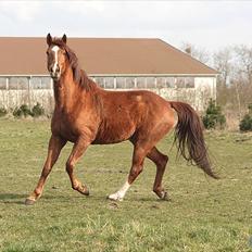 Anden særlig race Aavild's Timon SOLGT D':