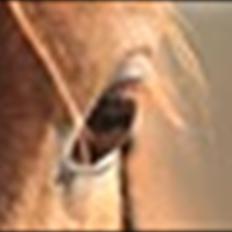 Anden særlig race Aavild's Timon SOLGT D':