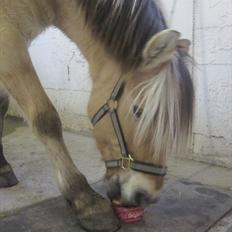 Fjordhest Tinka *Savnet :-(*