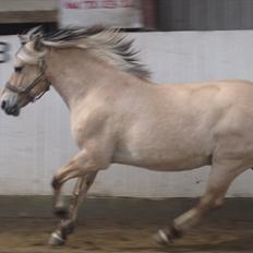 Fjordhest Tinka *Savnet :-(*