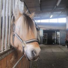 Fjordhest Tinka *Savnet :-(*