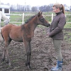 Shagya Araber (SH) Kanel