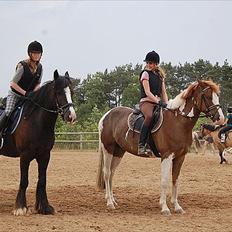 Pinto safri højgård