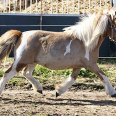 Shetlænder Ingeborg