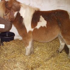 Shetlænder Ingeborg