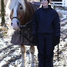 Haflinger Apollo