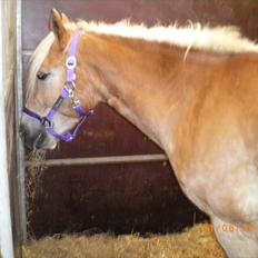 Haflinger Ferrari Bakkely