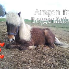 Islænder Aragon frá Berjanäsi