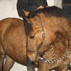 Anden særlig race Freja