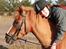 Hollandsk Sportspony Benny (GL PART) - foto = pernille