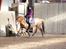 Hollandsk Sportspony Benny (GL PART) - © NB ©