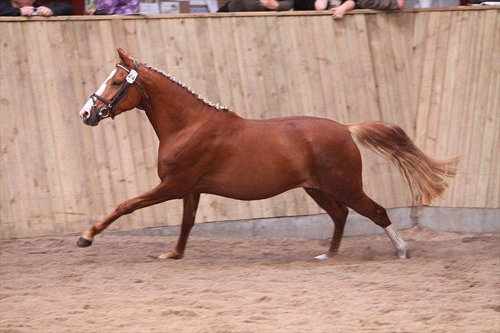 DSP Karisma - Karisma i fuld firspring, 2009 billede 7