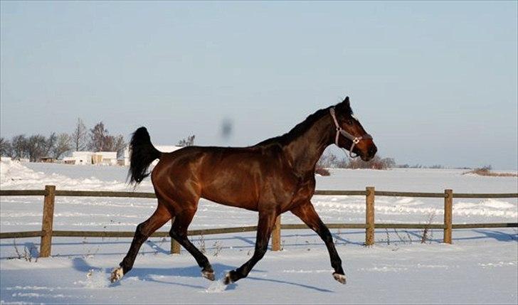 Belgisk varmblod Extasy C billede 14