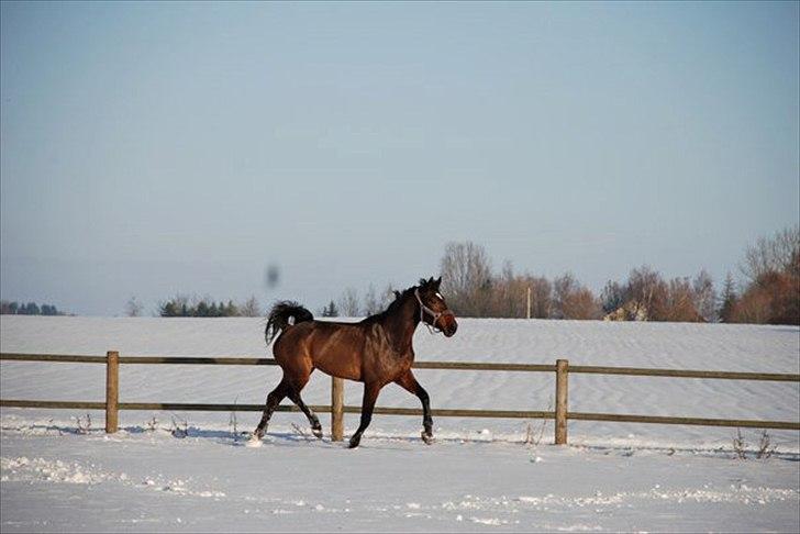 Belgisk varmblod Extasy C billede 19