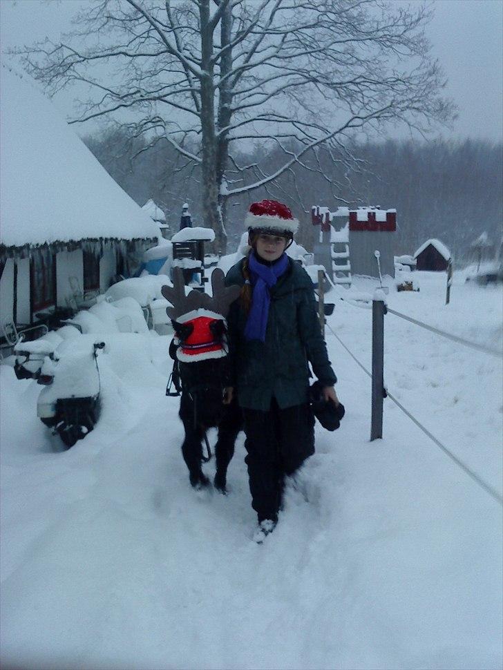 Shetlænder Hugo - Så er vi på vej. Jaaa! :D
Vi har så mange fantastiske minder sammen! <3 billede 16