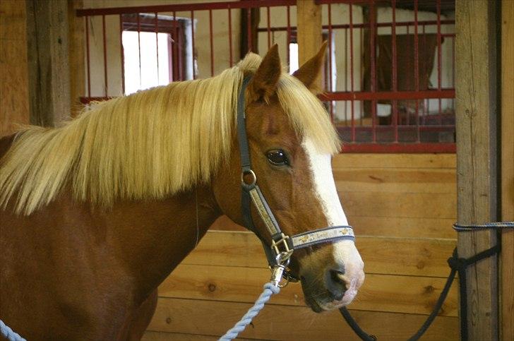 Anden særlig race |Pippi*Aflivet*| - pippi skatten du er den bedste hygge dag i stalden VI RÅ-HYGGER<33|Foto:Amalie K| billede 15