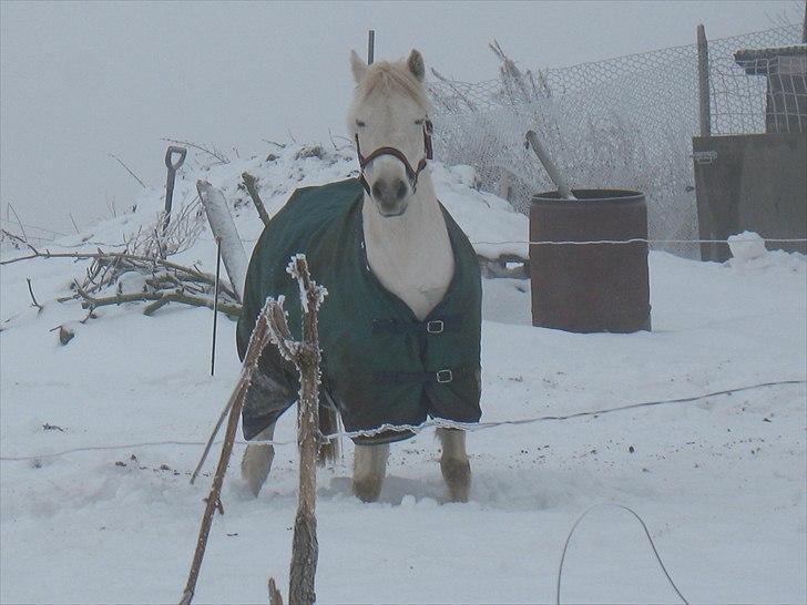 Welsh Pony (sec B) Prinzess of Beauty queen ( Pony) R.I.P billede 11