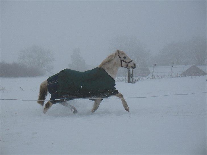 Welsh Pony (sec B) Prinzess of Beauty queen ( Pony) R.I.P billede 12