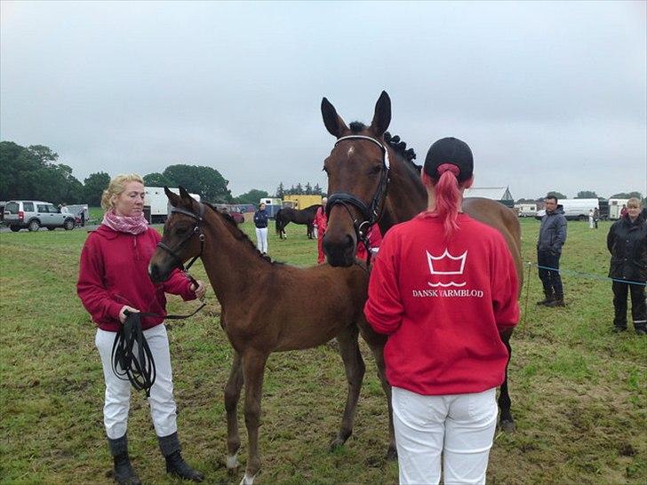 Dansk Varmblod Schuberts tinki vingi - Så var vi til dyresku i Horsens, hvor vi fik en del først plads med 23 point billede 10
