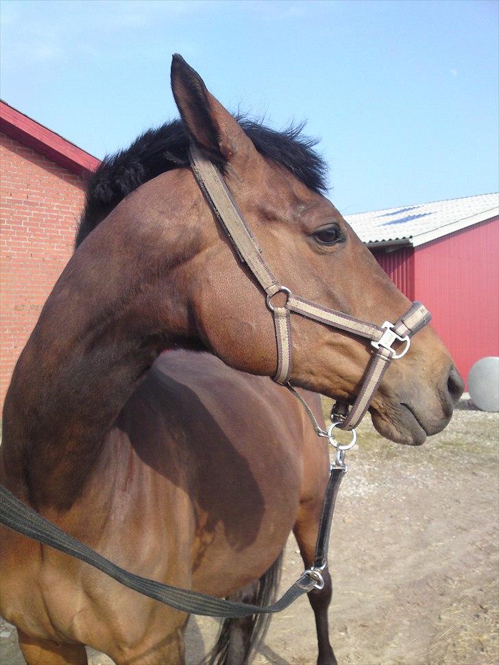 Dansk Varmblod Schuberts tinki vingi billede 11