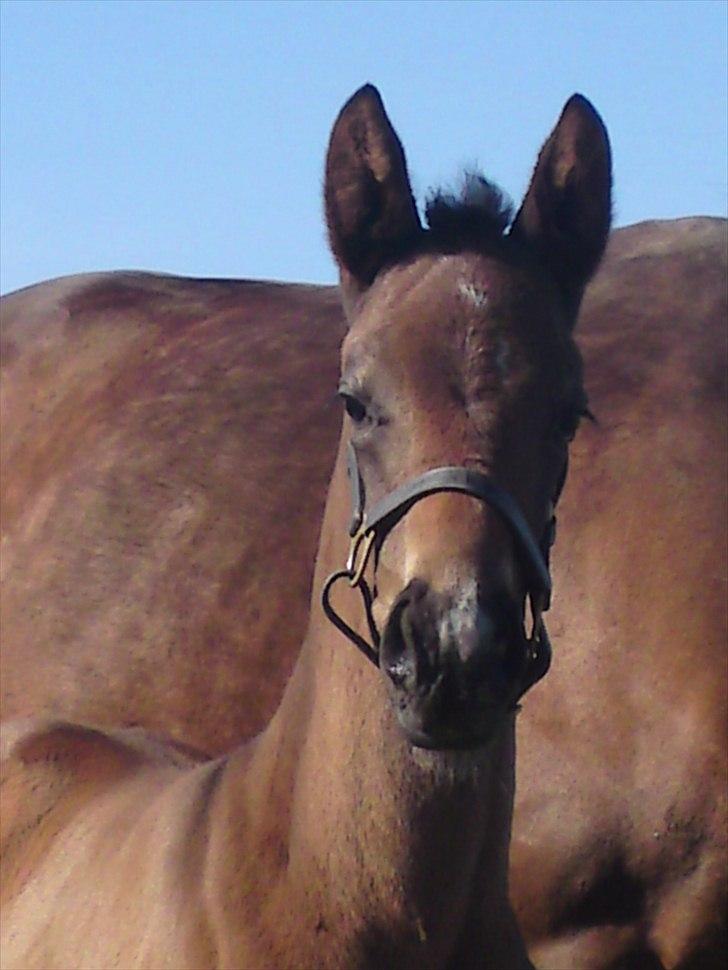 Dansk Varmblod Schuberts tinki vingi - Tinkis hoppe føl mine to dejlige piger :-) billede 12