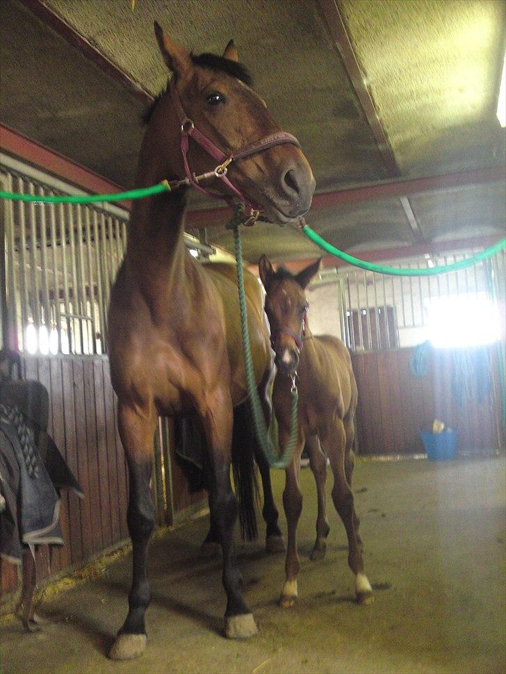 Dansk Varmblod Schuberts tinki vingi - Skal stå pænt ligesom min mor gør billede 13