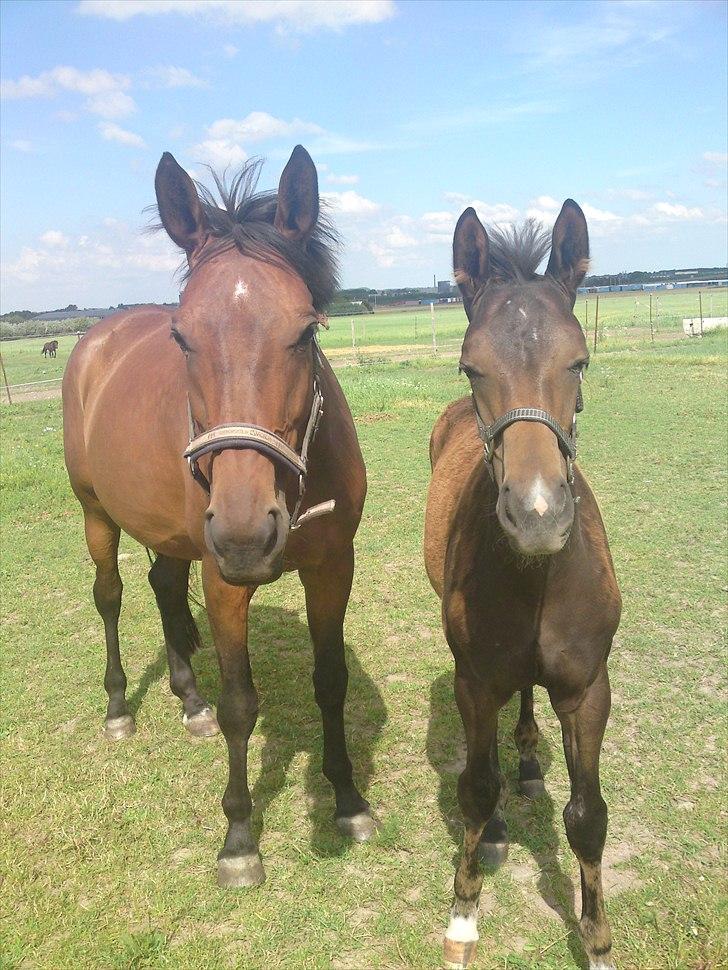 Dansk Varmblod Schuberts tinki vingi - tinki og hendes føl fra i år billede 14