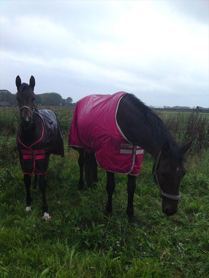 Dansk Varmblod Schuberts tinki vingi - så fik vi begge nye regn dækkener på, skulle jo ikke fryse billede 15