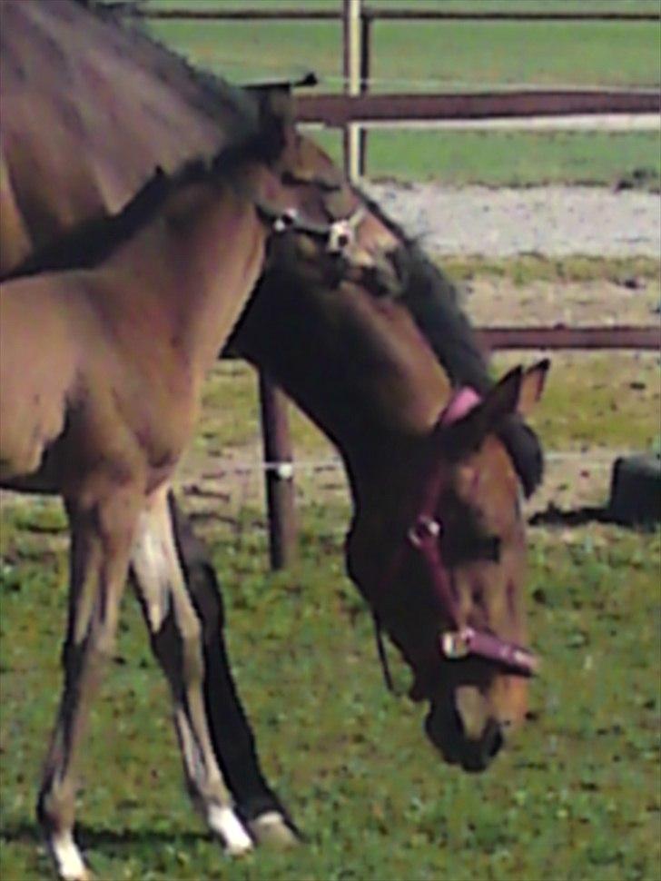 Dansk Varmblod Schuberts tinki vingi billede 16