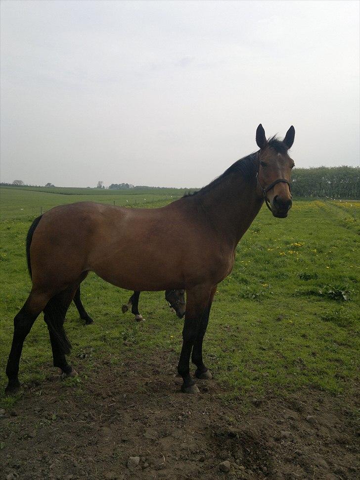 Dansk Varmblod Schuberts tinki vingi - er lidt godt i stand nu med alt det græs ved mette :-) 6 maj 2011 billede 18