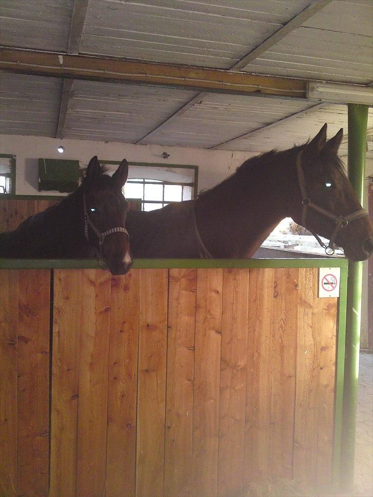 Dansk Varmblod Schuberts tinki vingi - Så er vi lige kommet til kousted billede 17