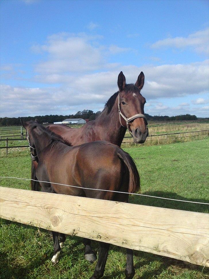 Dansk Varmblod Schuberts tinki vingi - i sommers billede 19