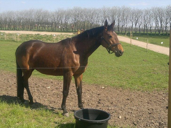 Dansk Varmblod Schuberts tinki vingi - nyder bare livet :-) 1 maj 2011 billede 20