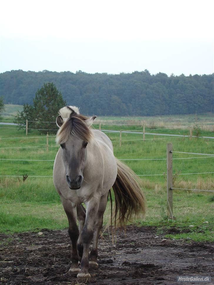 Fjordhest Haavaniko [avlshingst] billede 10