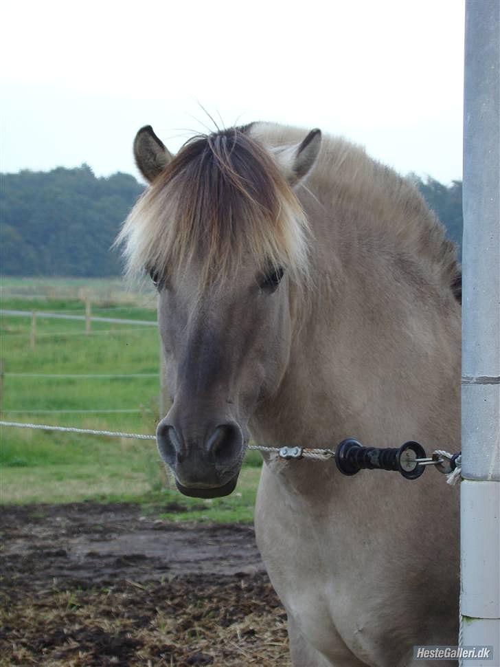 Fjordhest Haavaniko [avlshingst] billede 11