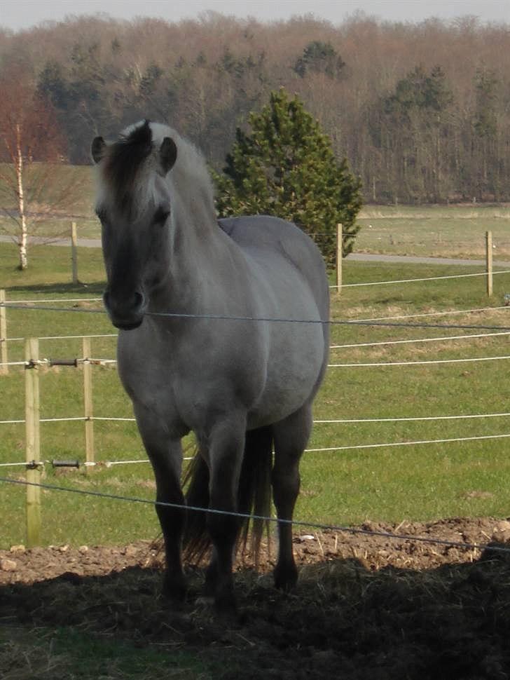 Fjordhest Haavaniko [avlshingst] billede 12