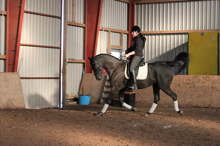 Trakehner Bolero  - 6/3 2011 billede 2