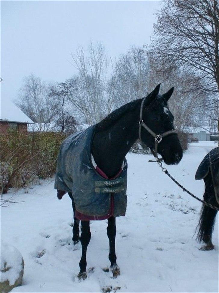 Trakehner Bolero  billede 5