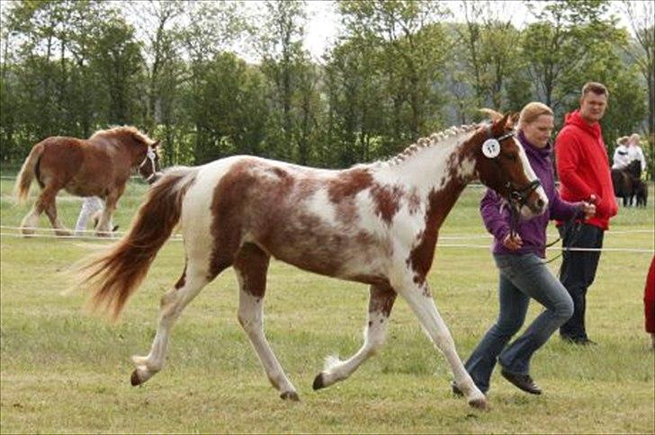 Anden særlig race Color Spay Højgård - Til dyrskue på Gl.Estrup 2010 billede 2