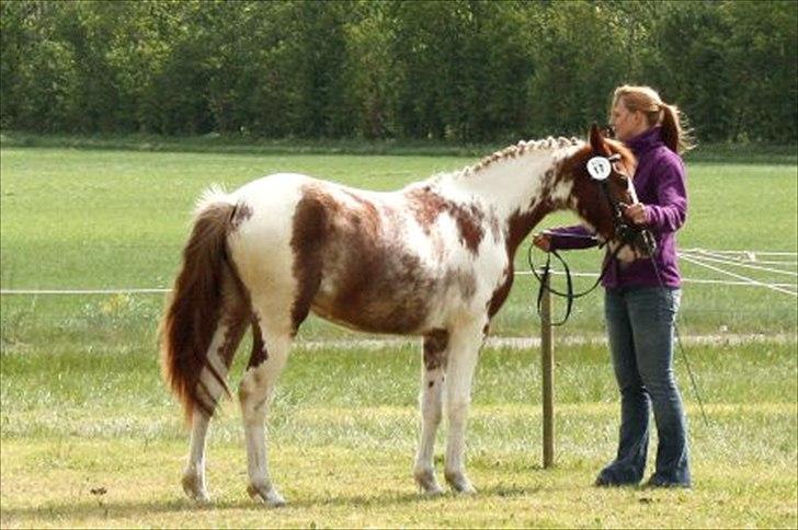 Anden særlig race Color Spay Højgård - Til dyrskue på Gl. Esturp 2010 billede 3