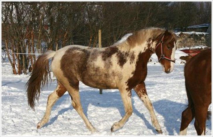 Anden særlig race Color Spay Højgård - smuksak i sneen sådan må hun godt gå til kåring... billede 4