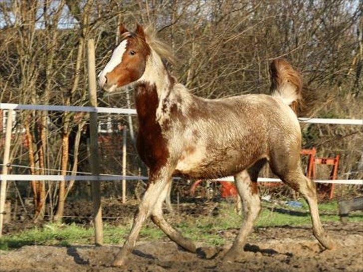 Anden særlig race Color Spay Højgård billede 5