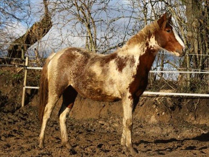 Anden særlig race Color Spay Højgård billede 6